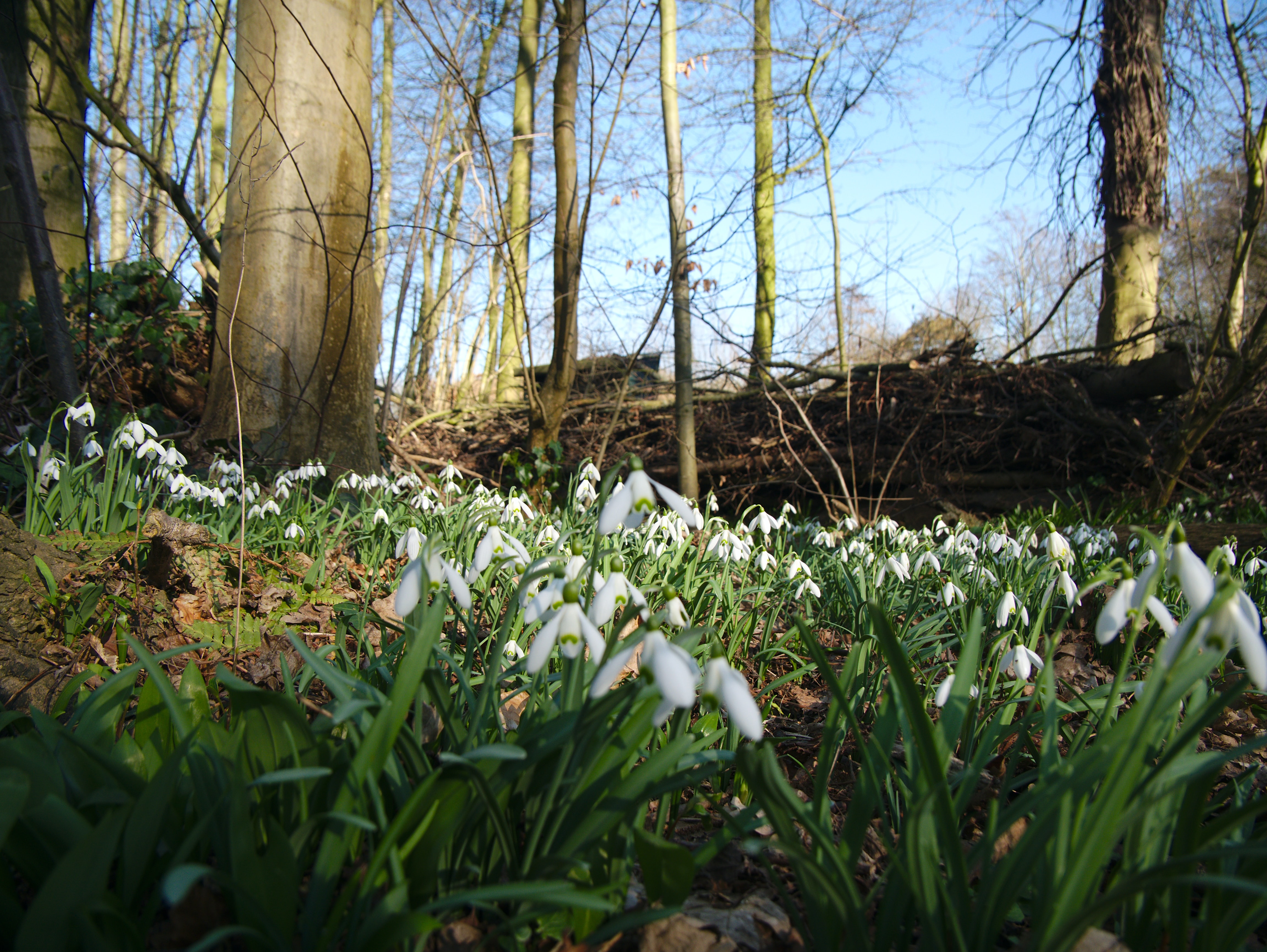 Snowdrop Free Image Unsplashed